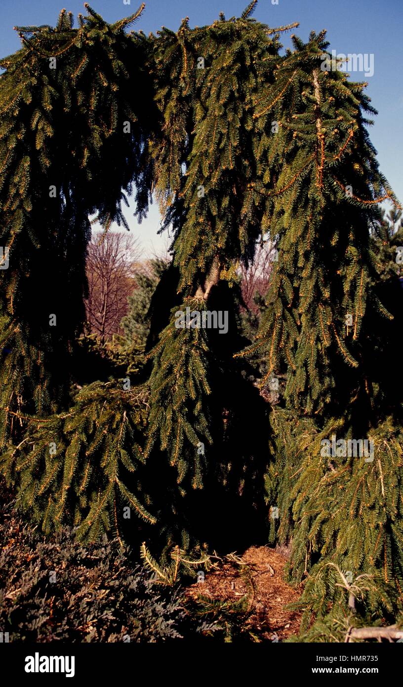 Weeping Norway Spruce (Picea abies pendula), Pinaceae. Stock Photo