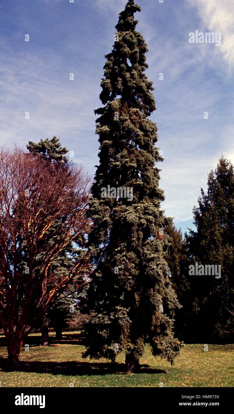 Colorado Blue Spruce (Picea pungens pyramidalis), Pinaceae. Stock Photo