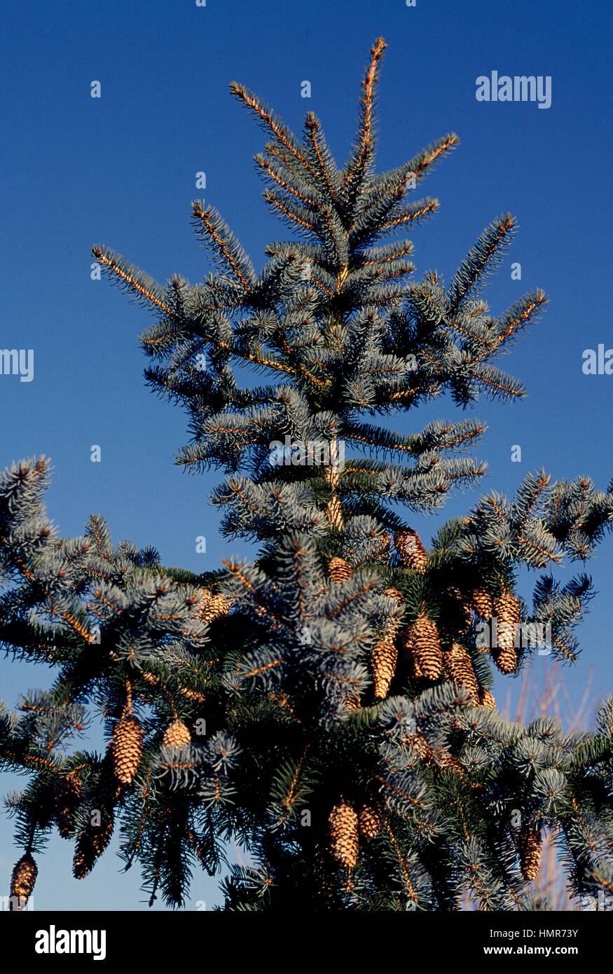 Colorado Blue Spruce (Picea pungens koster), Pinaceae. Detail. Stock Photo