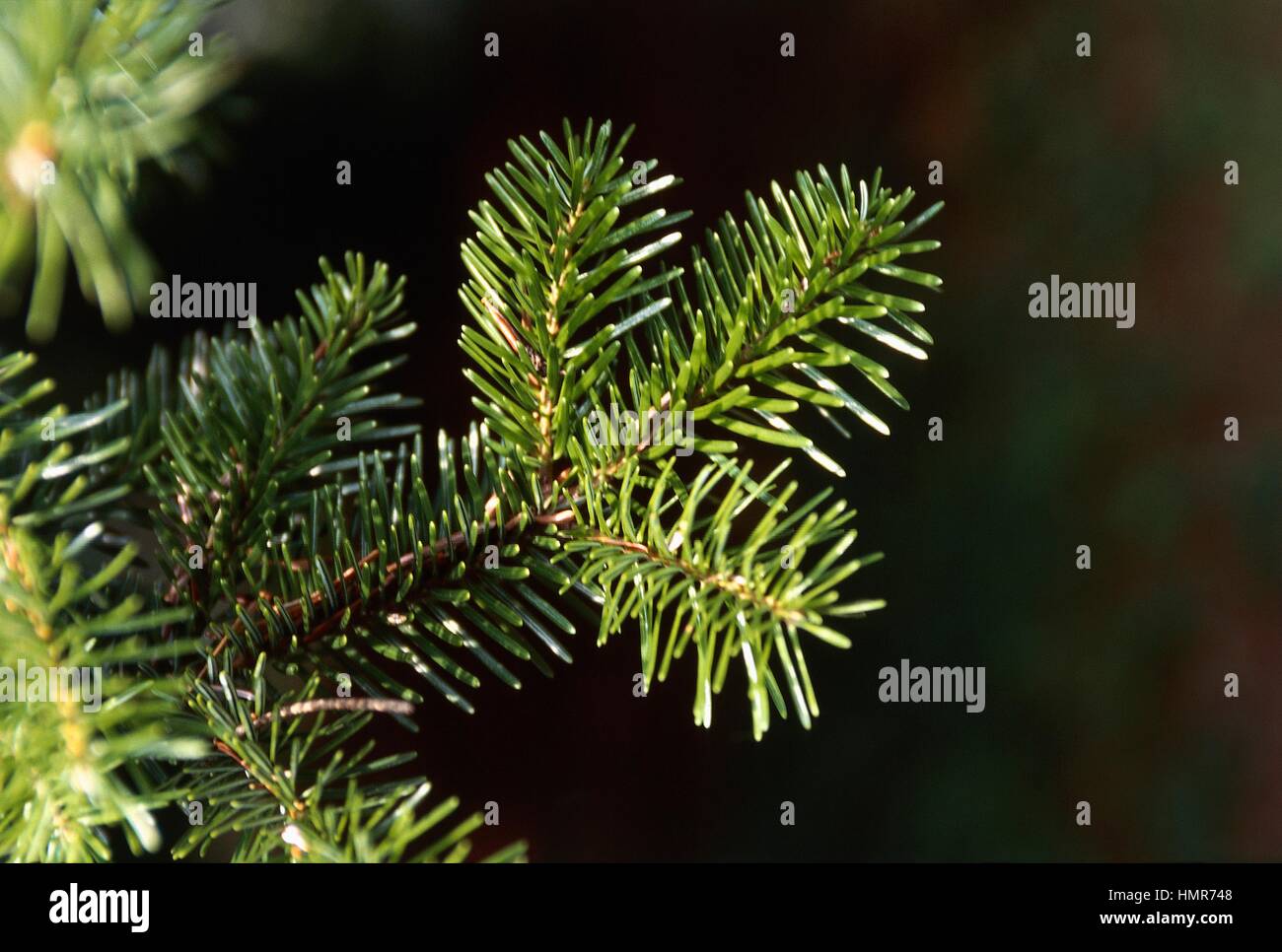 Greek Fir leaves (Abies cephalonica), Pinaceae. Stock Photo