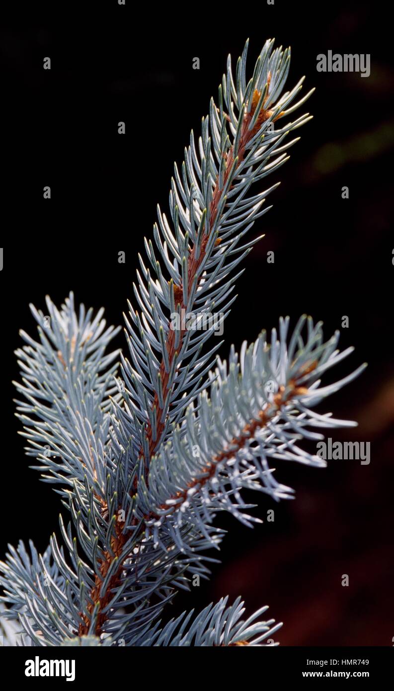 Colorado Blue Spruce leaves (Picea pungens), Pinaceae. Stock Photo