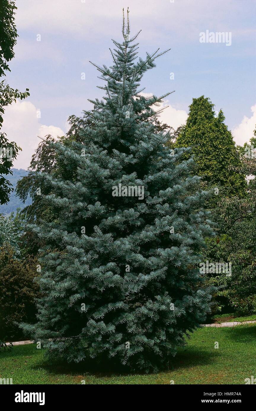 Blue Spruce or Colorado Blue Spruce (Picea pungens), Pinaceae. Stock Photo