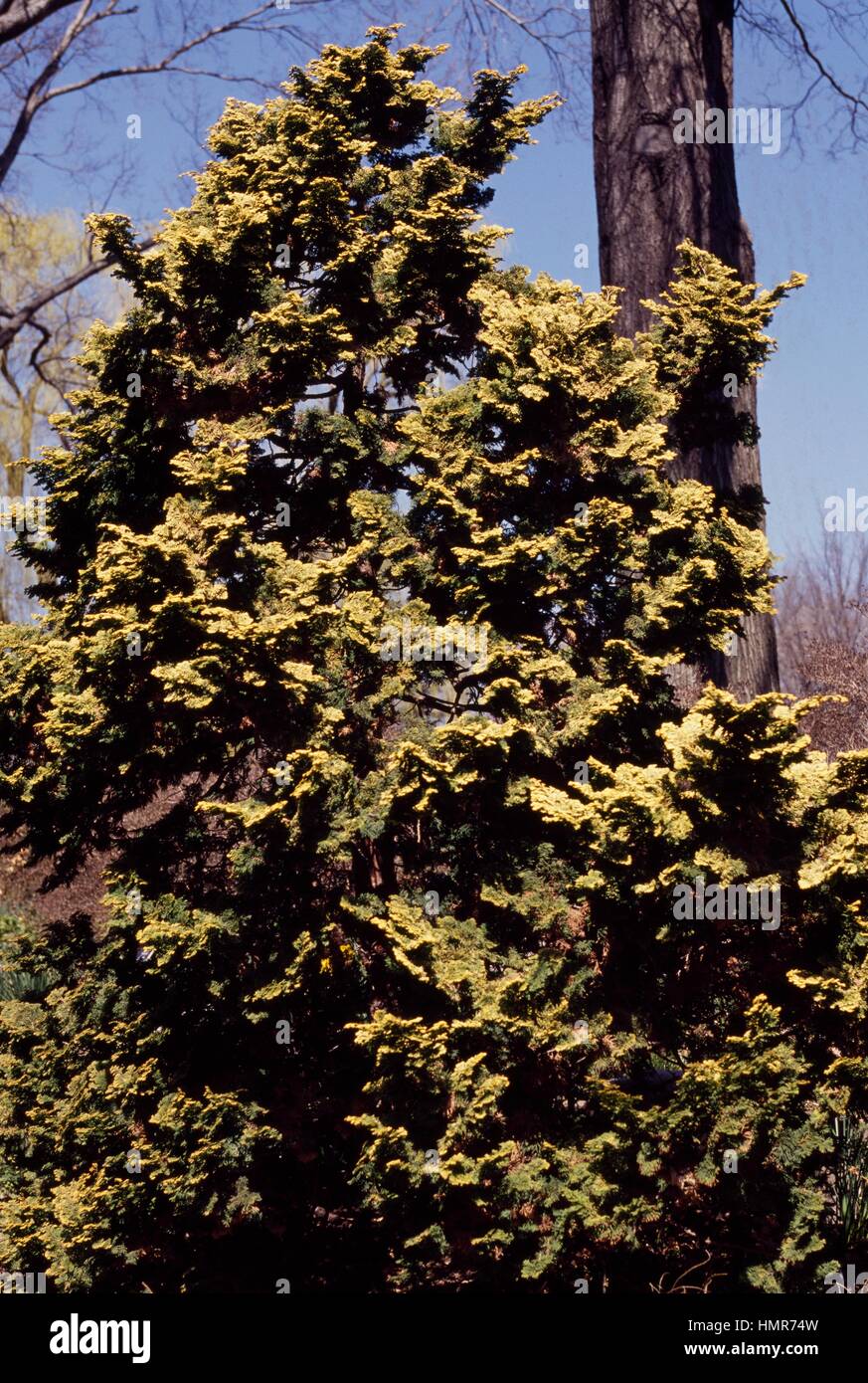 Hinoki Cypress (Chamaecyparis obtusa nana gracilis), Cupressaceae. Stock Photo