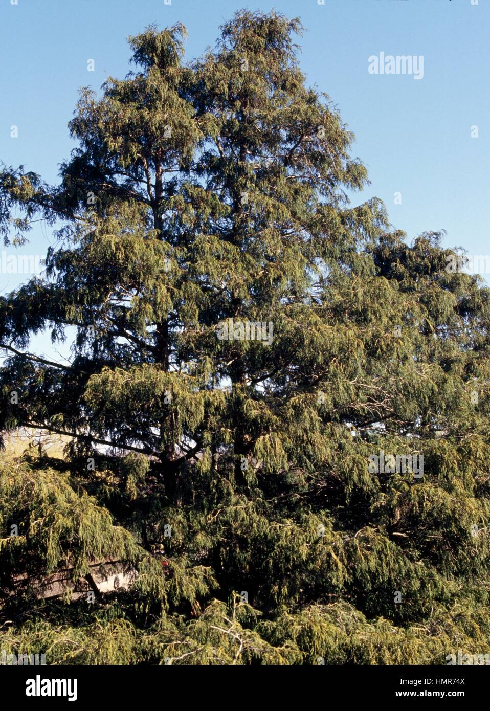 Sawara Cypress (Chamaecyparis pisifera), Cupressaceae. Stock Photo