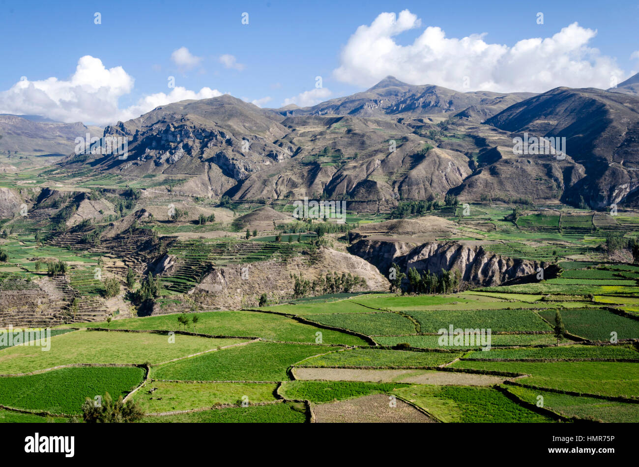 Valle del Colca. Arequipa, Peru. Stock Photo