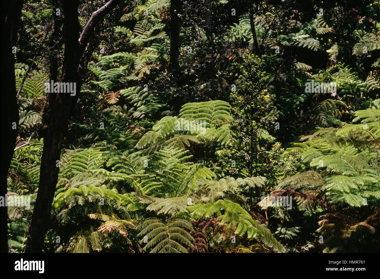 Hawaiian tree fern, Man Fern or Hapuu (Cibotium chamissoi ...