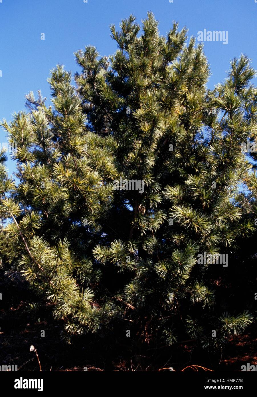 Korean pine (Pinus koraiensis), Pinaceae. Stock Photo