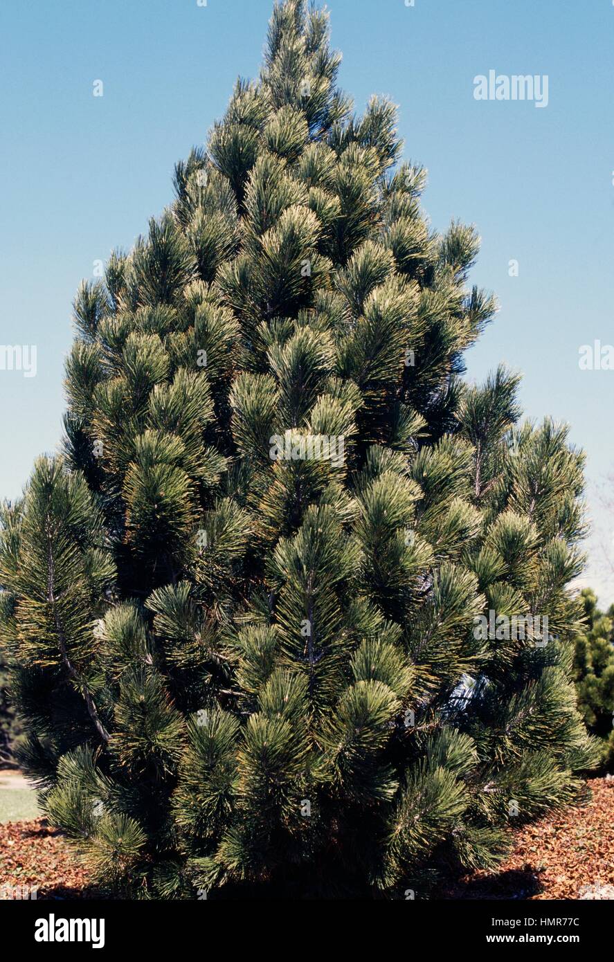 Bosnian Pine (Pinus leucodermis or Pinus heldreichii), Pinaceae. Stock Photo