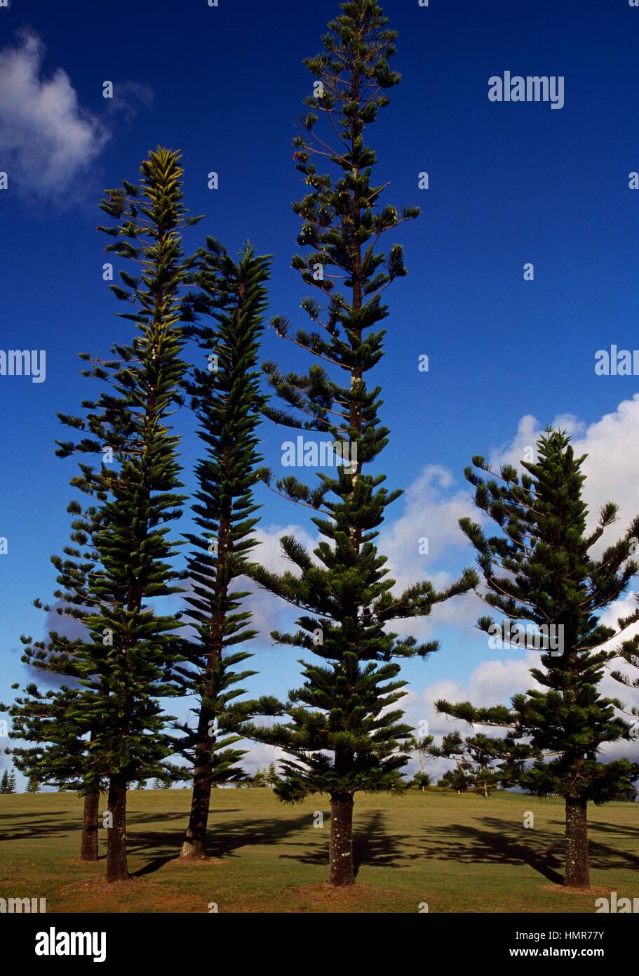 Column Pine (Araucaria columnaris), Araucariaceae. Stock Photo