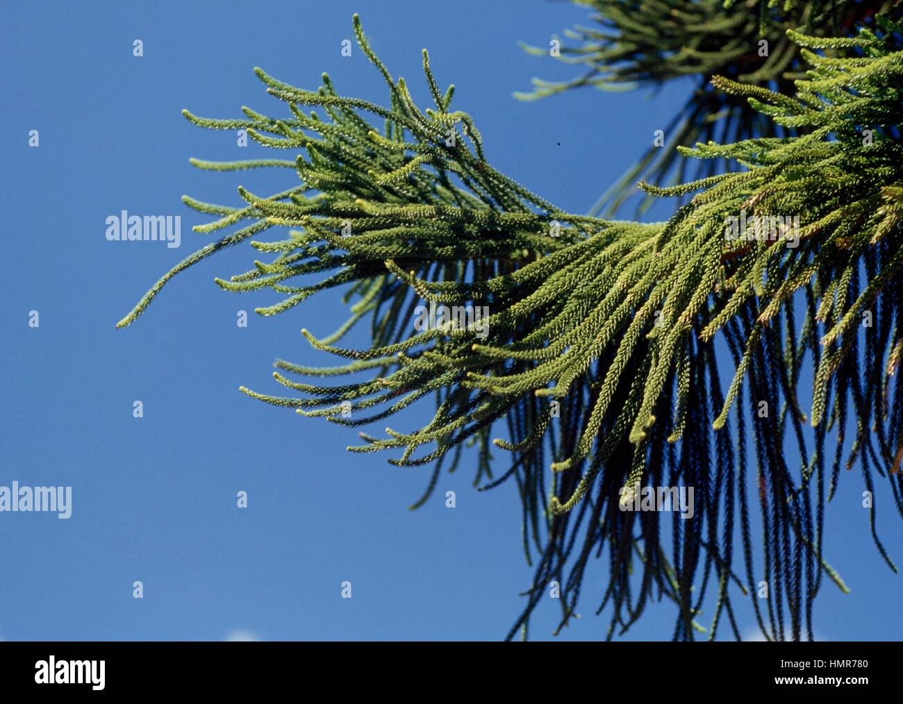Column Pine (Araucaria columnaris), Araucariaceae. Detail. Stock Photo