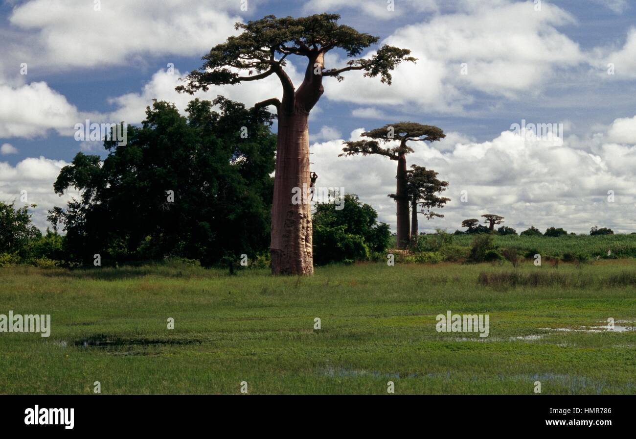 Grandidier's baobab trees (Adansonia grandidieri), Bombacaceae ...