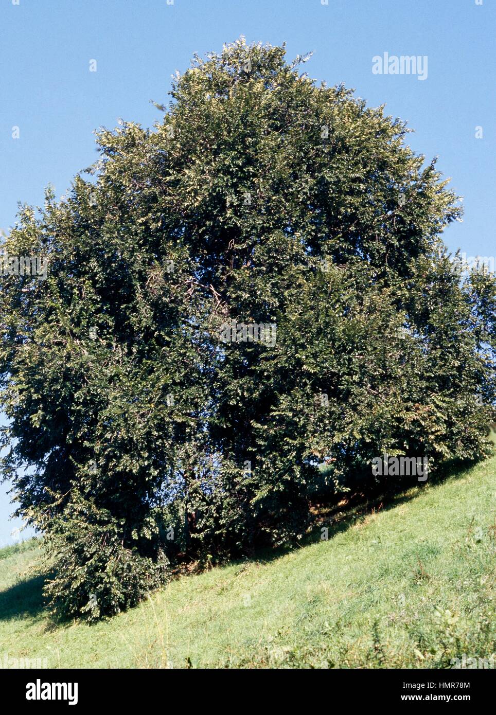 Field Elm (Ulmus campestris), Ulmaceae. Stock Photo