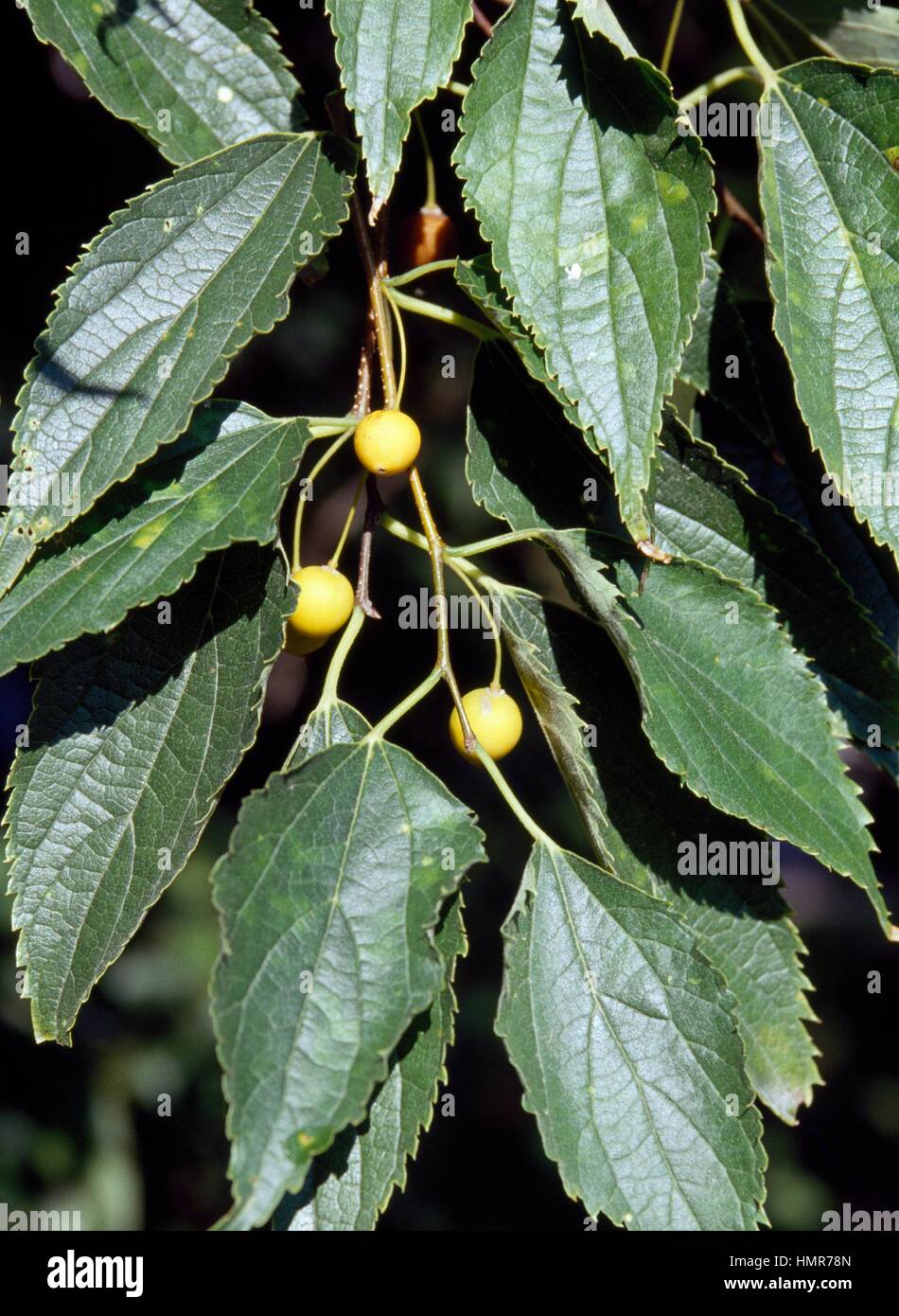 Hackberry leaves (Celtis australis), Ulmaceae. Stock Photo