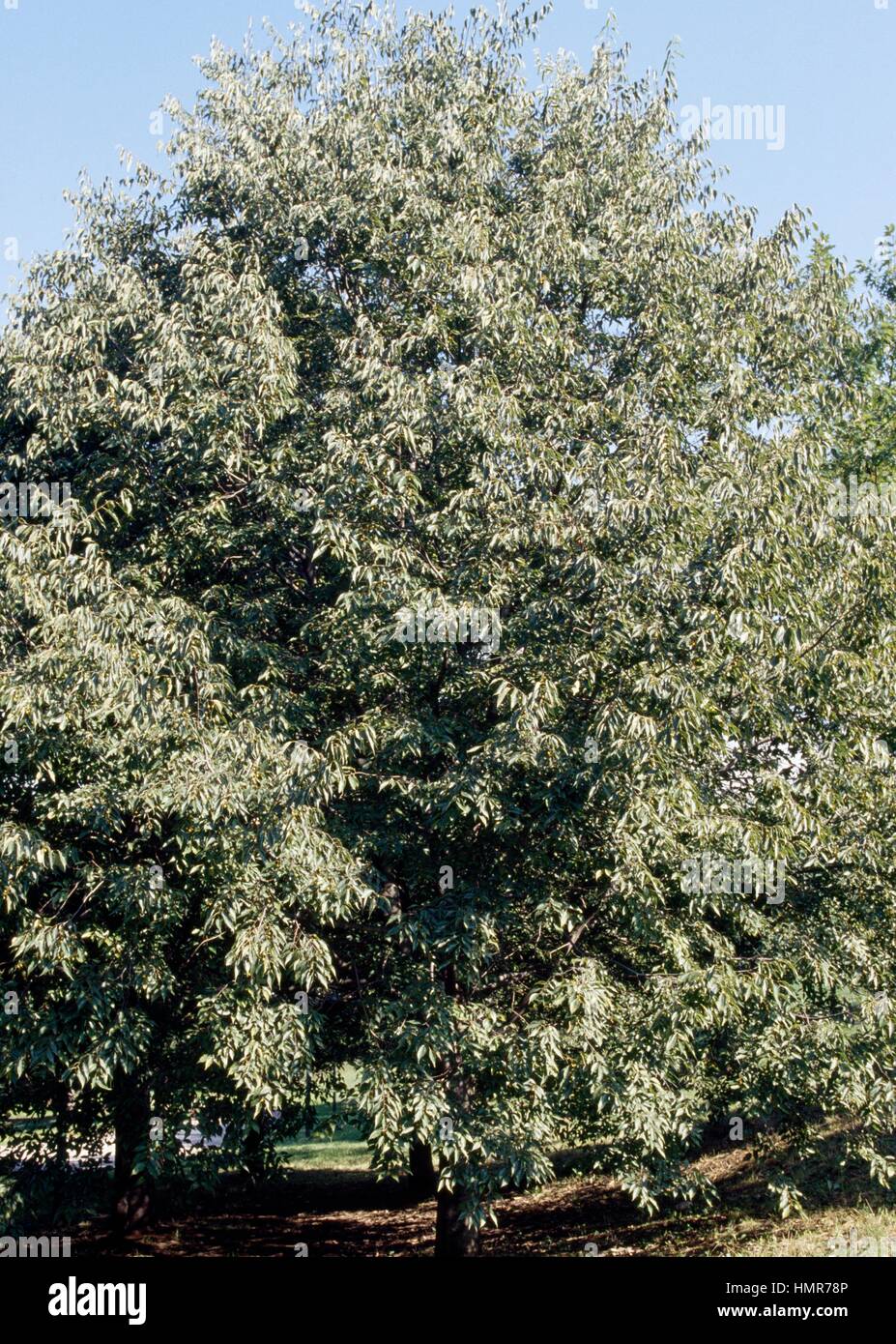Hackberry (Celtis australis), Ulmaceae. Stock Photo