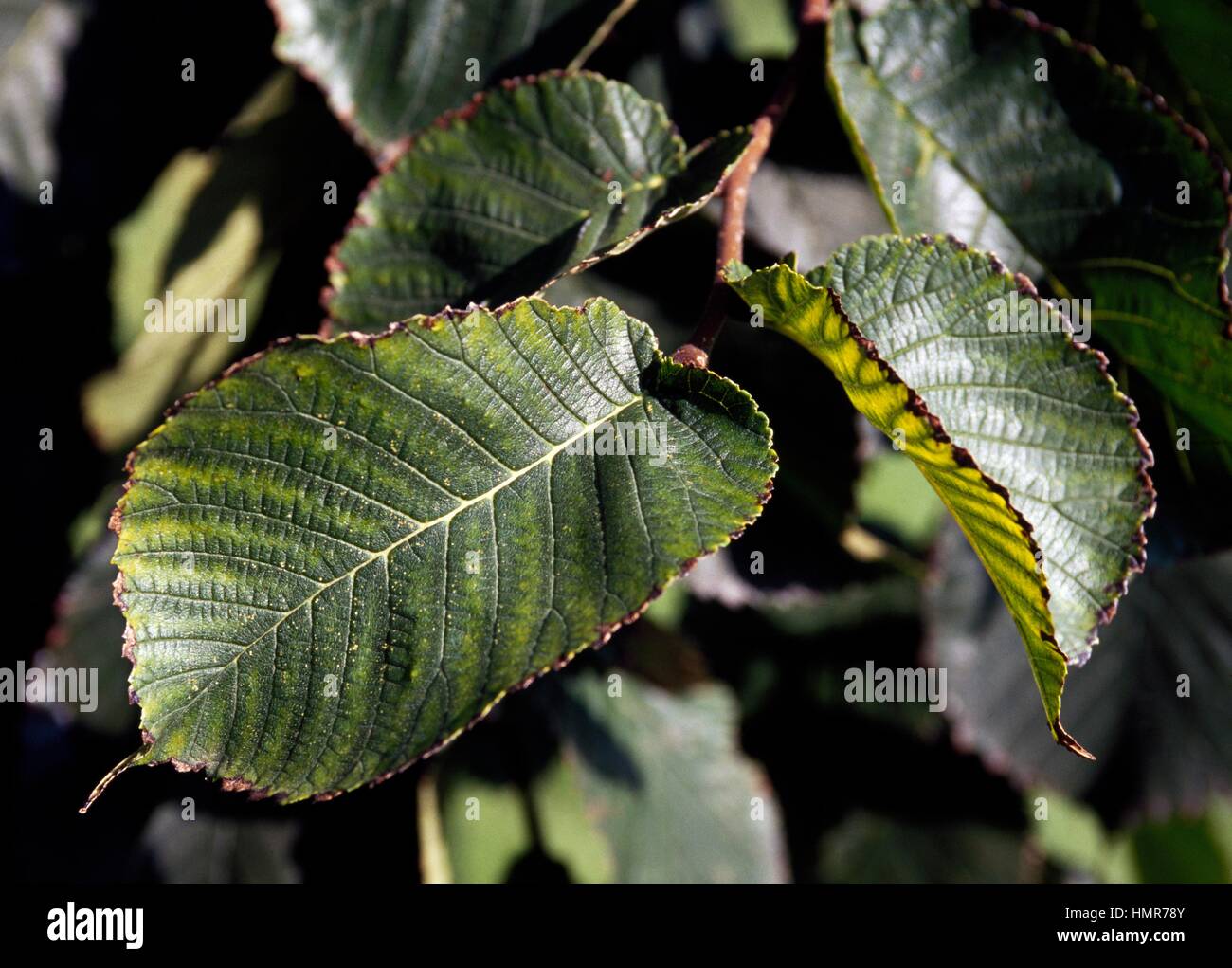 Horizontal Elm leaves (Ulmus glabra pendula), Ulmaceae. Stock Photo