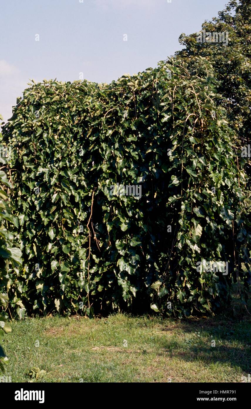 Weeping Mulberry (Morus alba pendula), Moraceae. Stock Photo