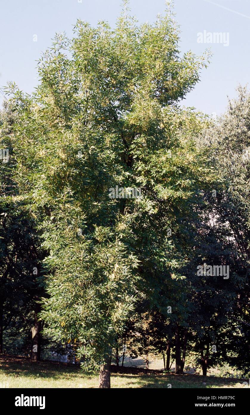 American Ash (Fraxinus Americana), Oleaceae. Detail. Stock Photo