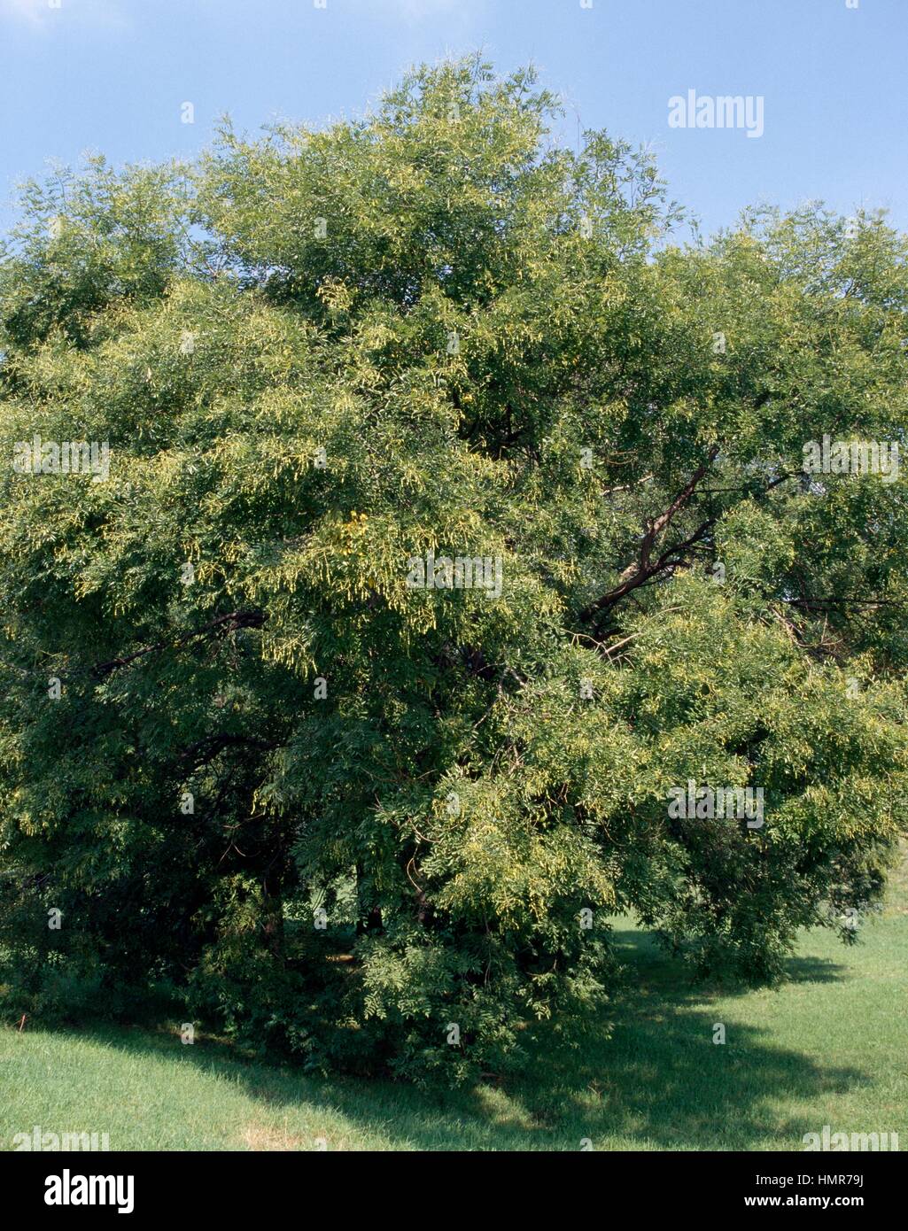 Pagoda tree (Styphnolobium japonicum o Sophora japonica), Fabaceae-Leguminosae. Stock Photo