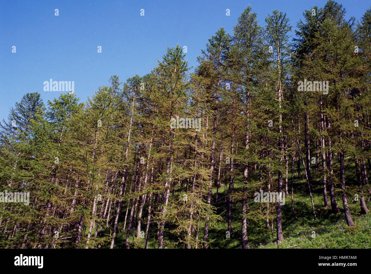 Larch forest (Larix sp), Pinaceae. Stock Photo