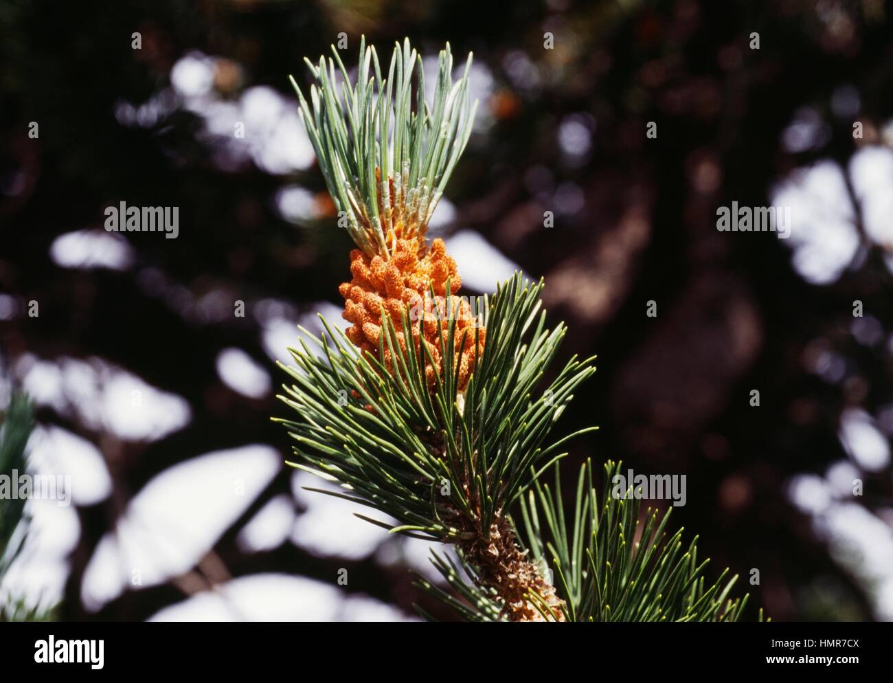 Mountain pine flowers (Pinus mugo uncinata), Pinaceae. Stock Photo
