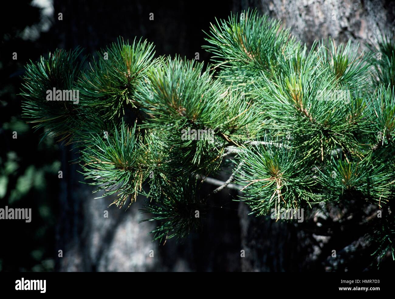 Mountain Pine leaves (Pinus mugo Uncinata), Pinaceae. Stock Photo
