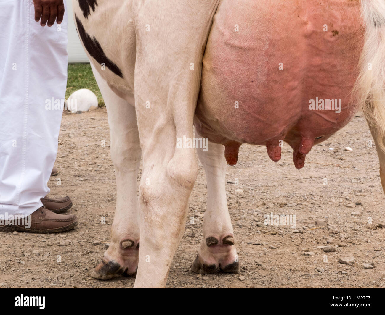 Vaca lechera lista para el ordeño, con las ubres repletas de leche. Feria Ganadera Universidad Científica del Sur (concurso vacunos), Lima, Perú. Stock Photo