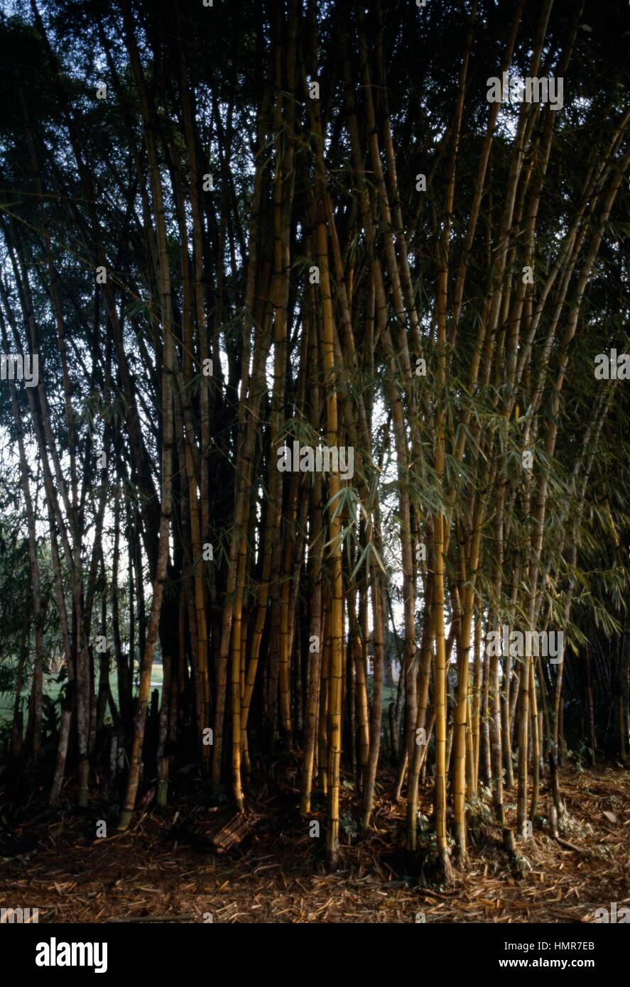 Japanesetimber bamboo hires stock photography and images Alamy