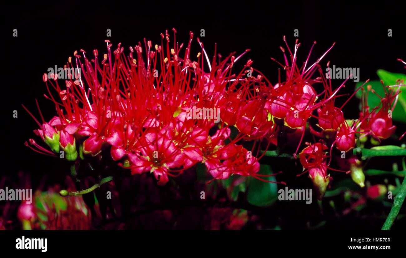 Scarlet Comb flowers (Combretum coccineum), Combretaceae. Stock Photo