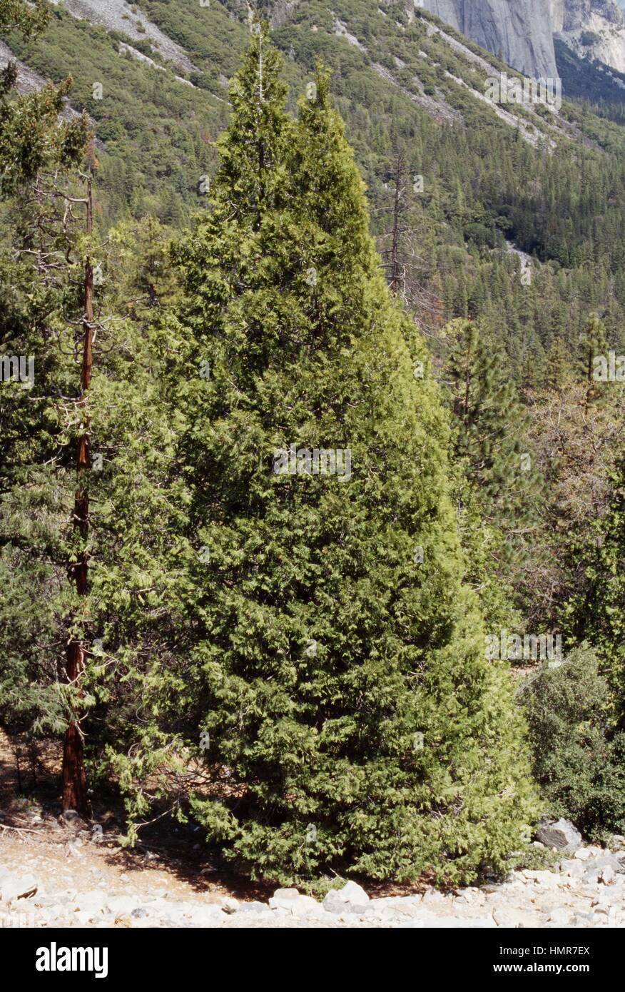 Western Red Cedar (Thuja gigantea), Cupressaceae Stock Photo - Alamy