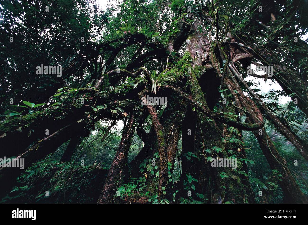 Mesoamerican rainforest, Lacandon Jungle, Chiapas, Mexico. Stock Photo