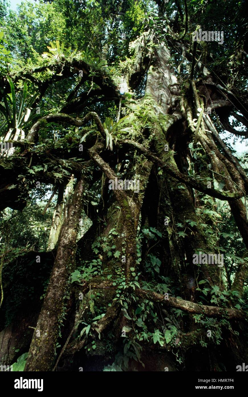 Mesoamerican rainforest, Lacandon Jungle, Chiapas, Mexico. Stock Photo
