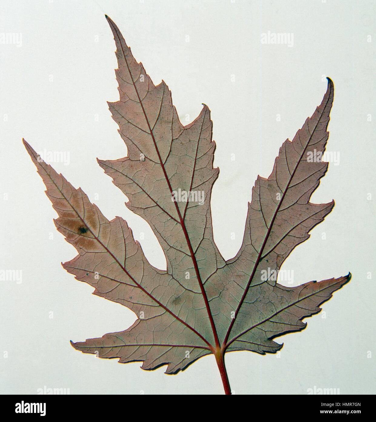 Silver Maple leaf (Acer saccharinum), Aceraceae. Reverse. Stock Photo