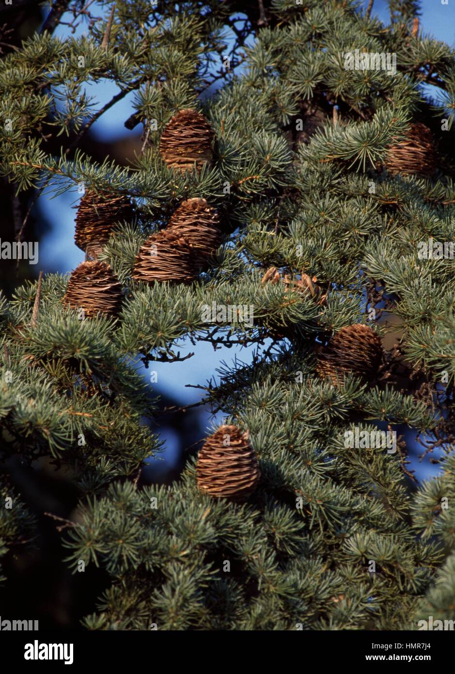 Atlantic Cedar leaves and cones (Cedrus atlantica), Pinaceae Stock ...