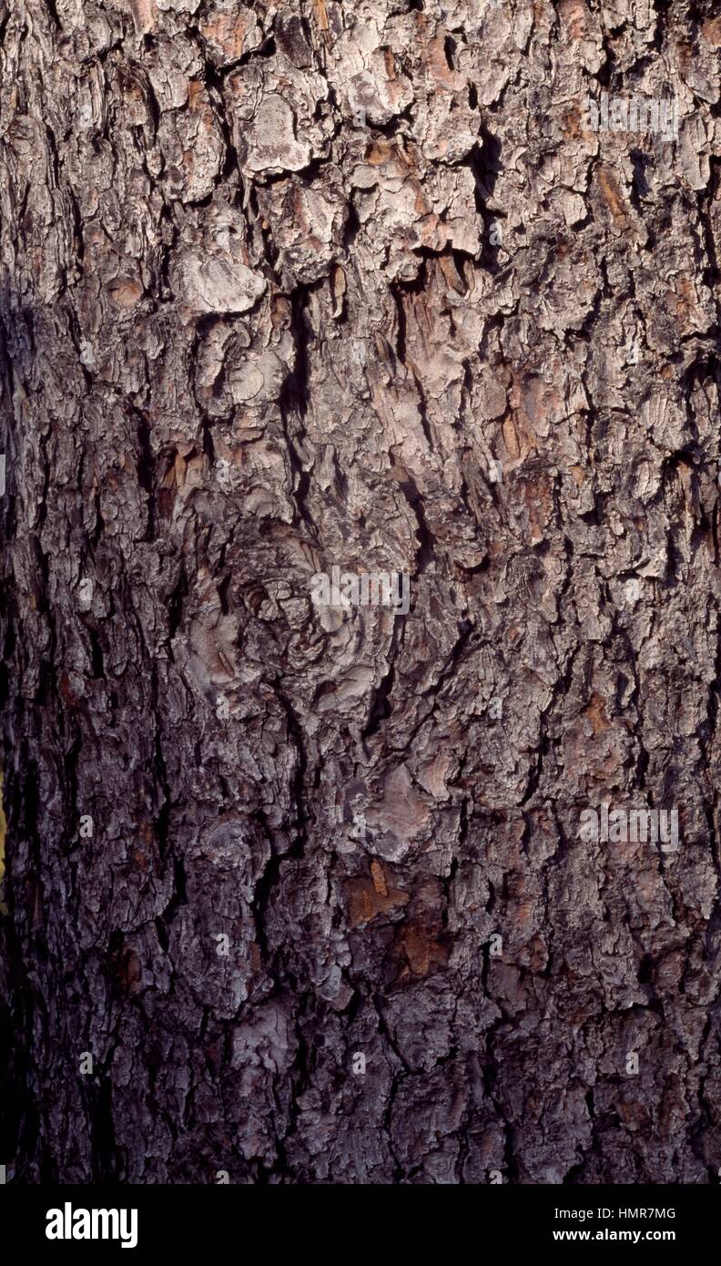 Colorado Blue Spruce bark (Picea pungens), Pinaceae. Detail. Stock Photo