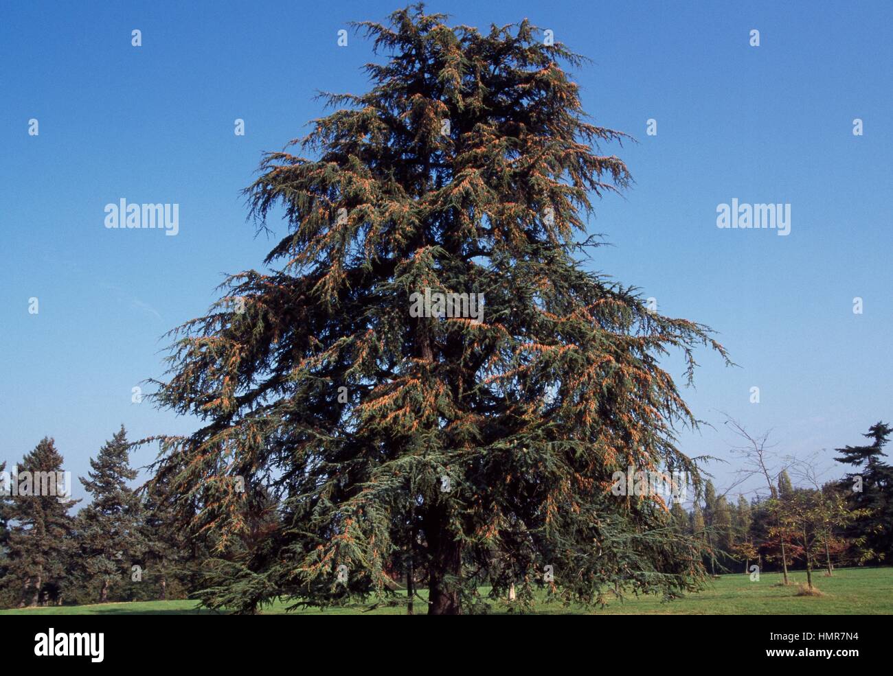 Atlas Cedar (Cedrus atlantica), Pinaceae Stock Photo - Alamy