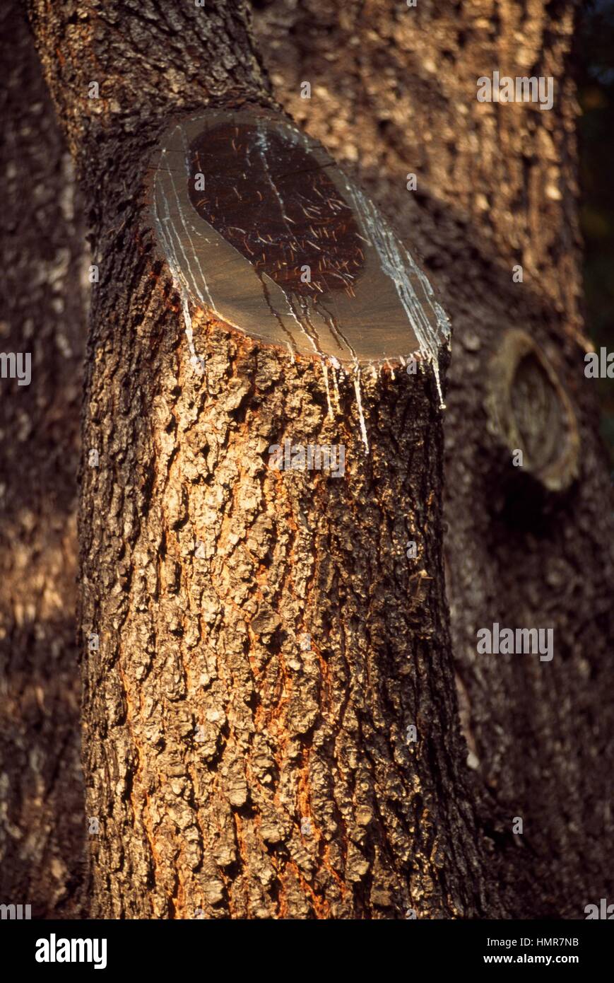 Lebanese cedar bark (Cedrus libani), Pinaceae. Stock Photo