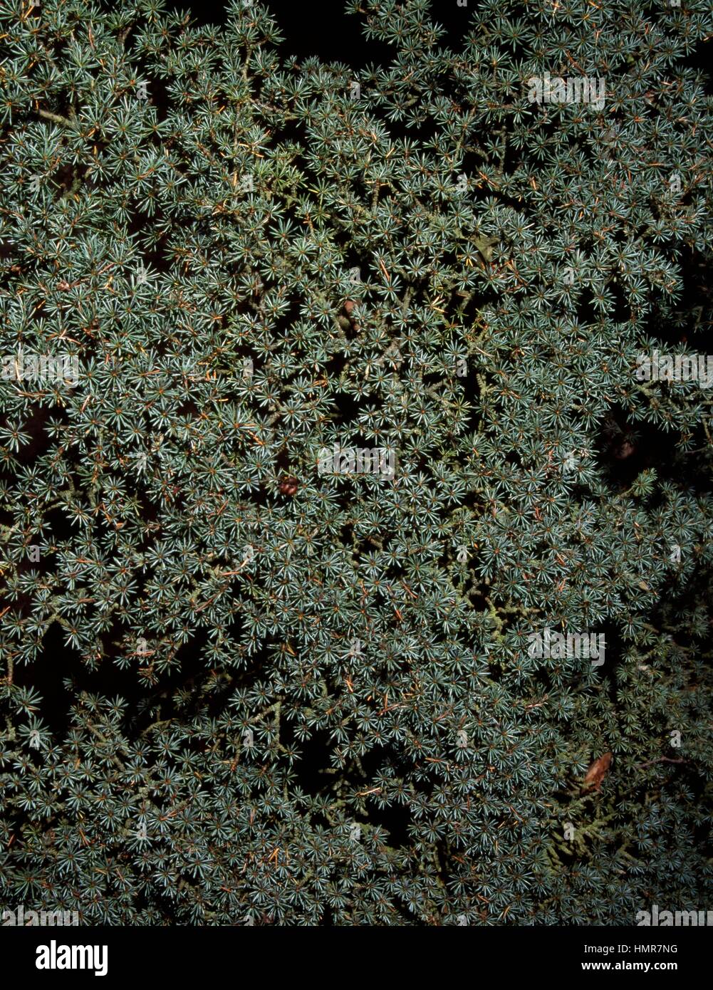 Cyprus Cedar foliage (Cedrus brevifolia), Pinaceae. Stock Photo