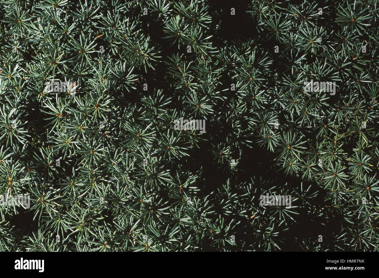 Botany - Trees - Pinaceae. Cyprus cedar (Cedrus brevifolia). Leaves Stock Photo