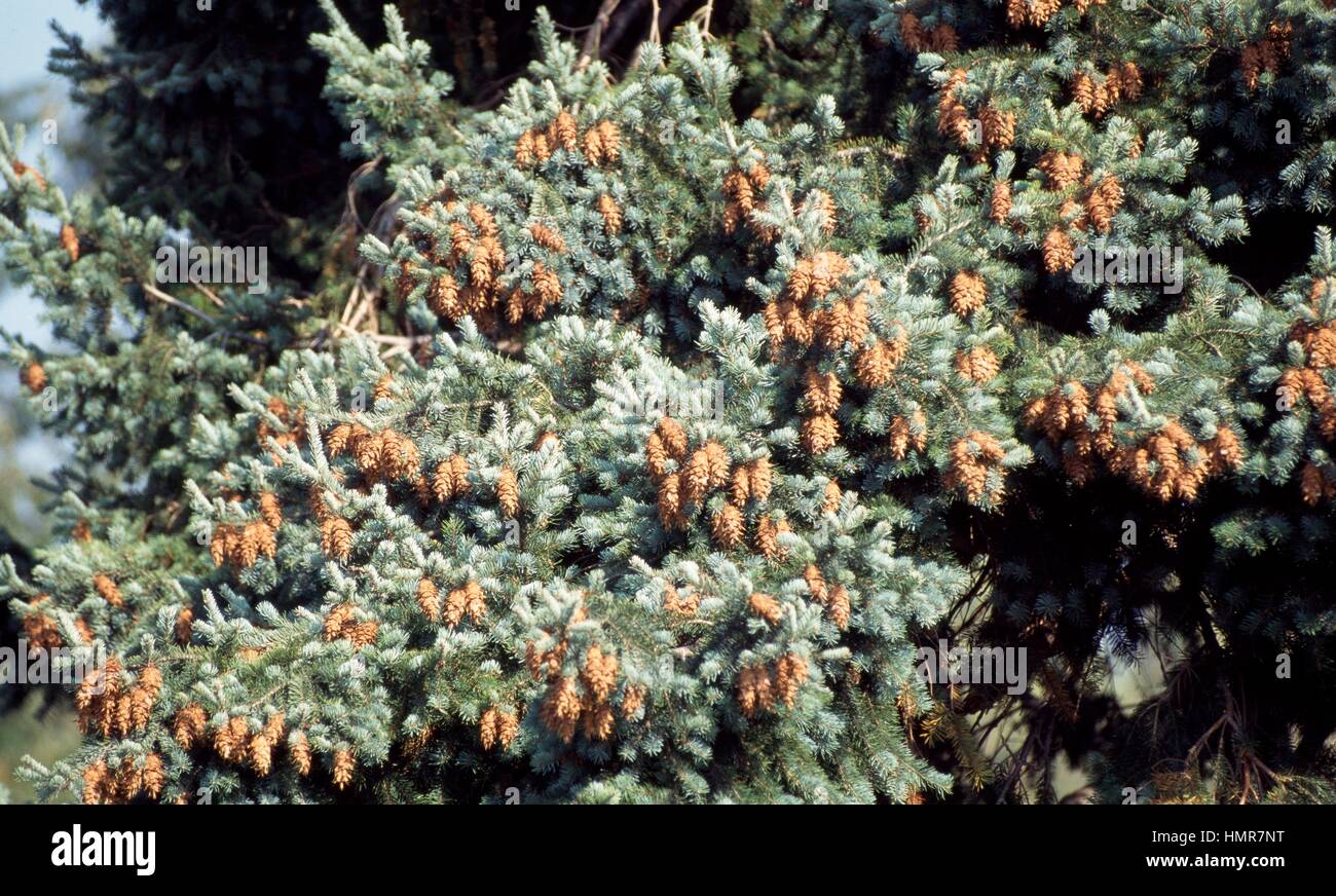 Rocky Mountain Douglas Fir (Pseudotsuga menziesii glauca), Pinaceae. Detail. Stock Photo