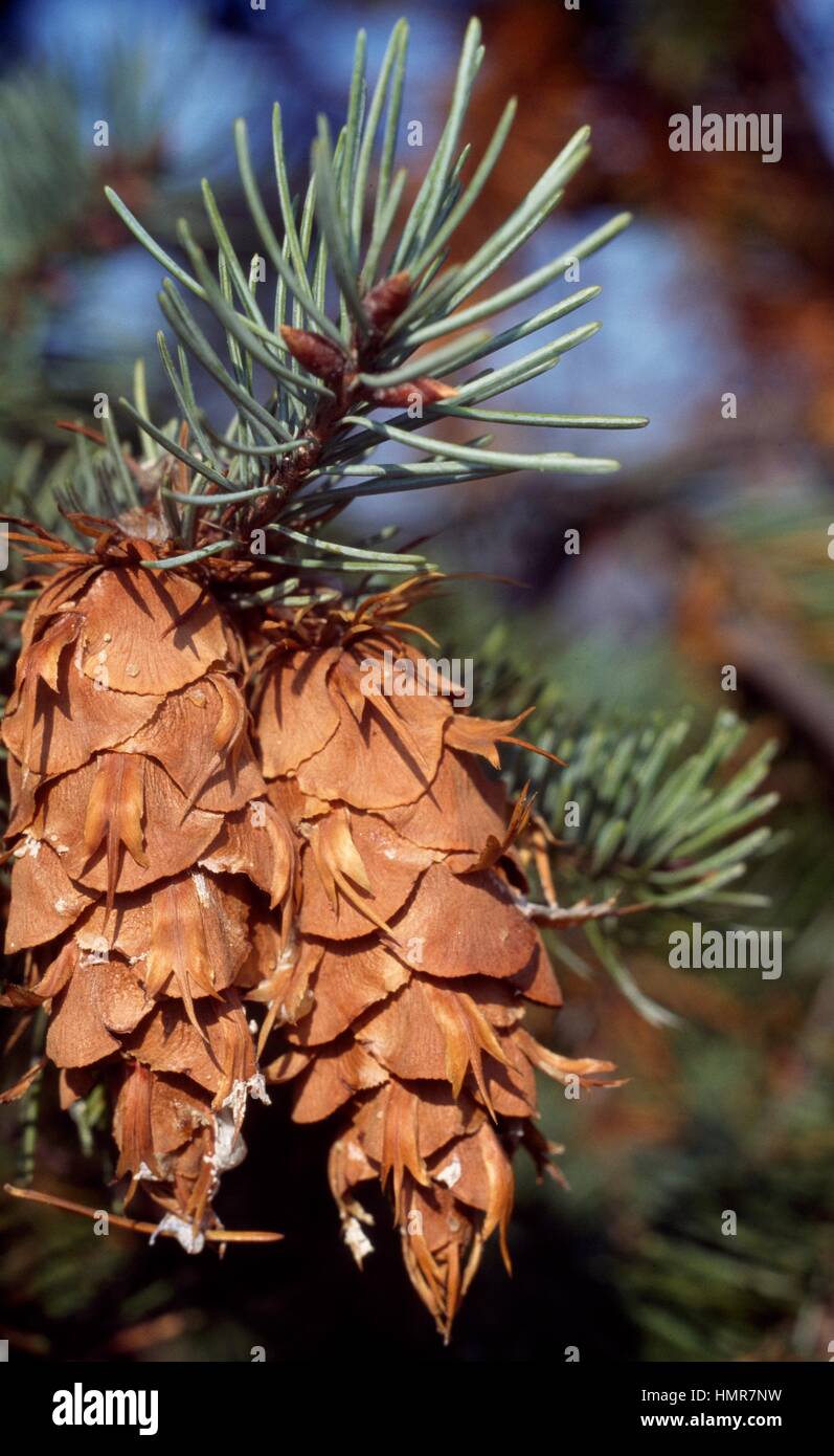 Rocky Mountain Douglas Fir (Pseudotsuga menziesii glauca), Pinaceae. Stock Photo