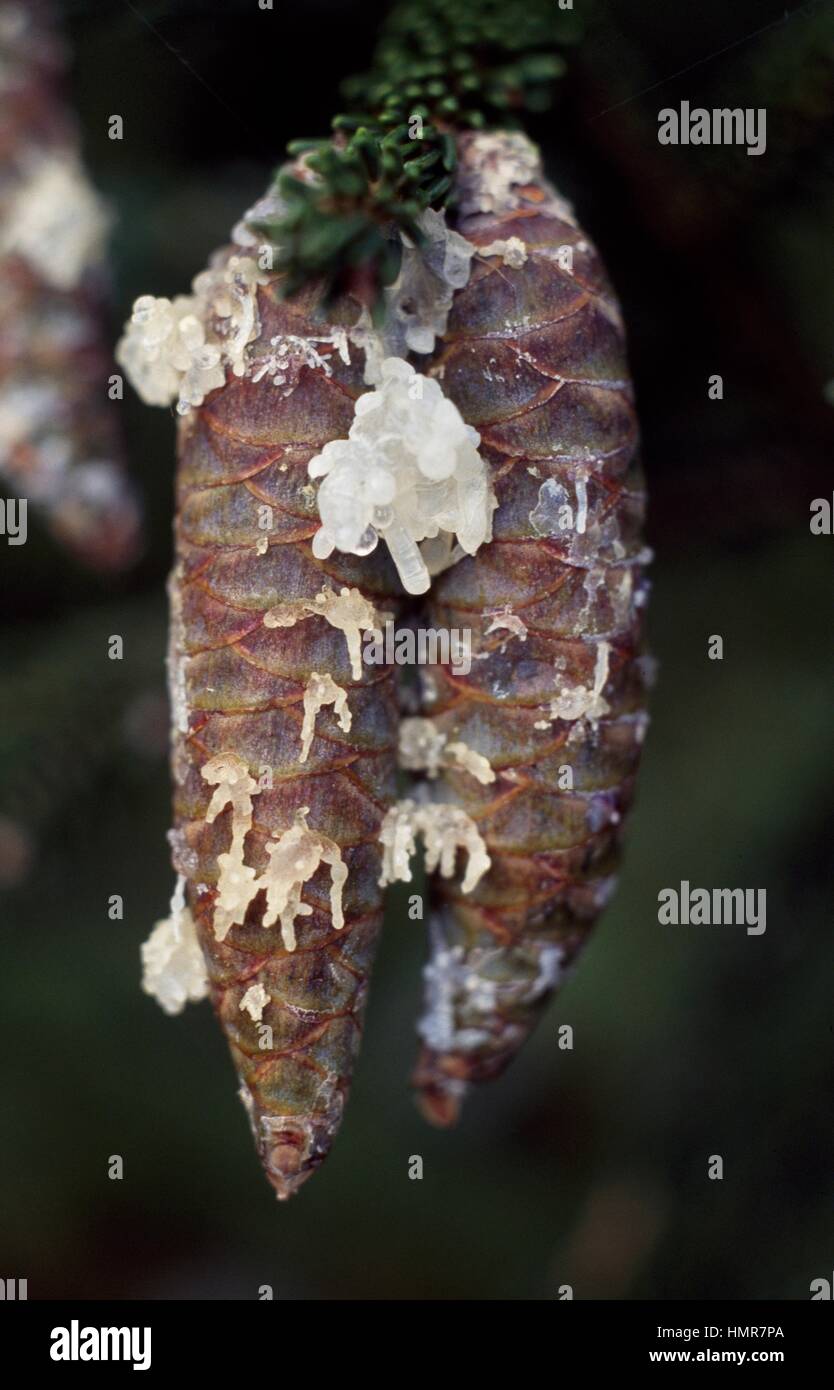 Caucasian Spruce or Oriental Spruce cones (Picea orientalis), Pinaceae. Detail. Stock Photo