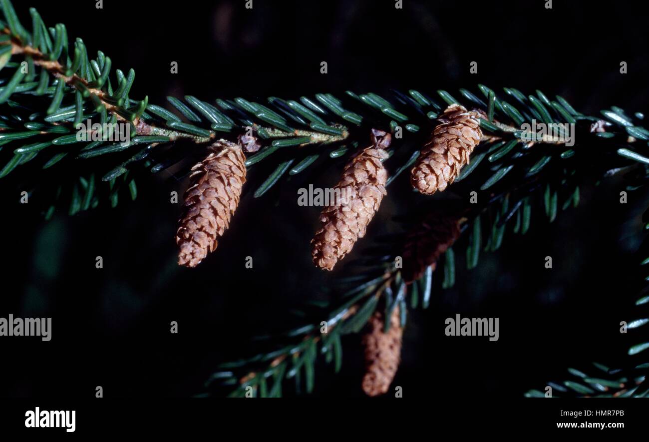 Caucasian Spruce or Oriental Spruce branch with cones (Picea orientalis), Pinaceae. Stock Photo