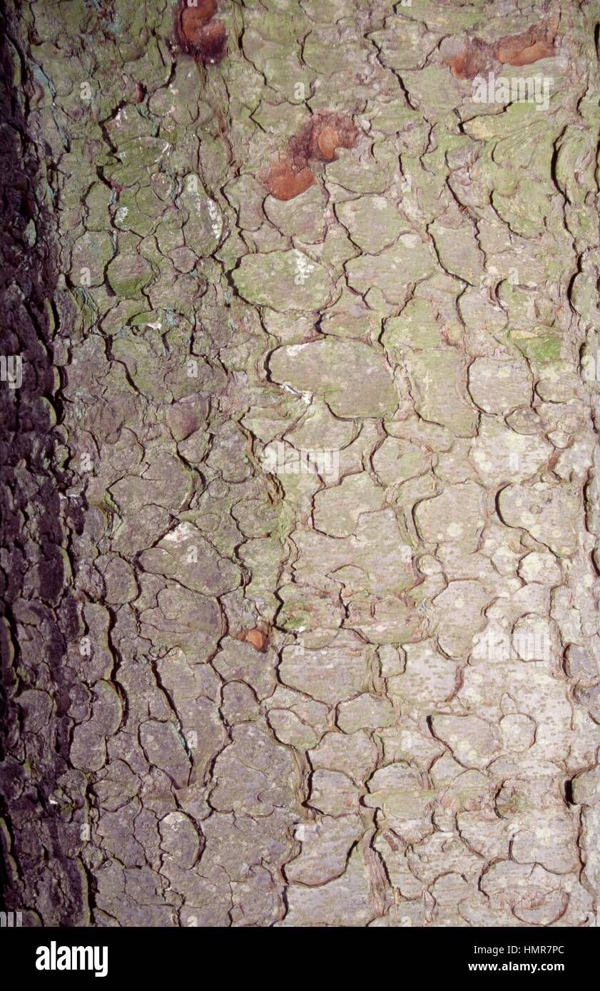 Caucasian Spruce or Oriental Spruce bark (Picea orientalis), Pinaceae. Detail. Stock Photo