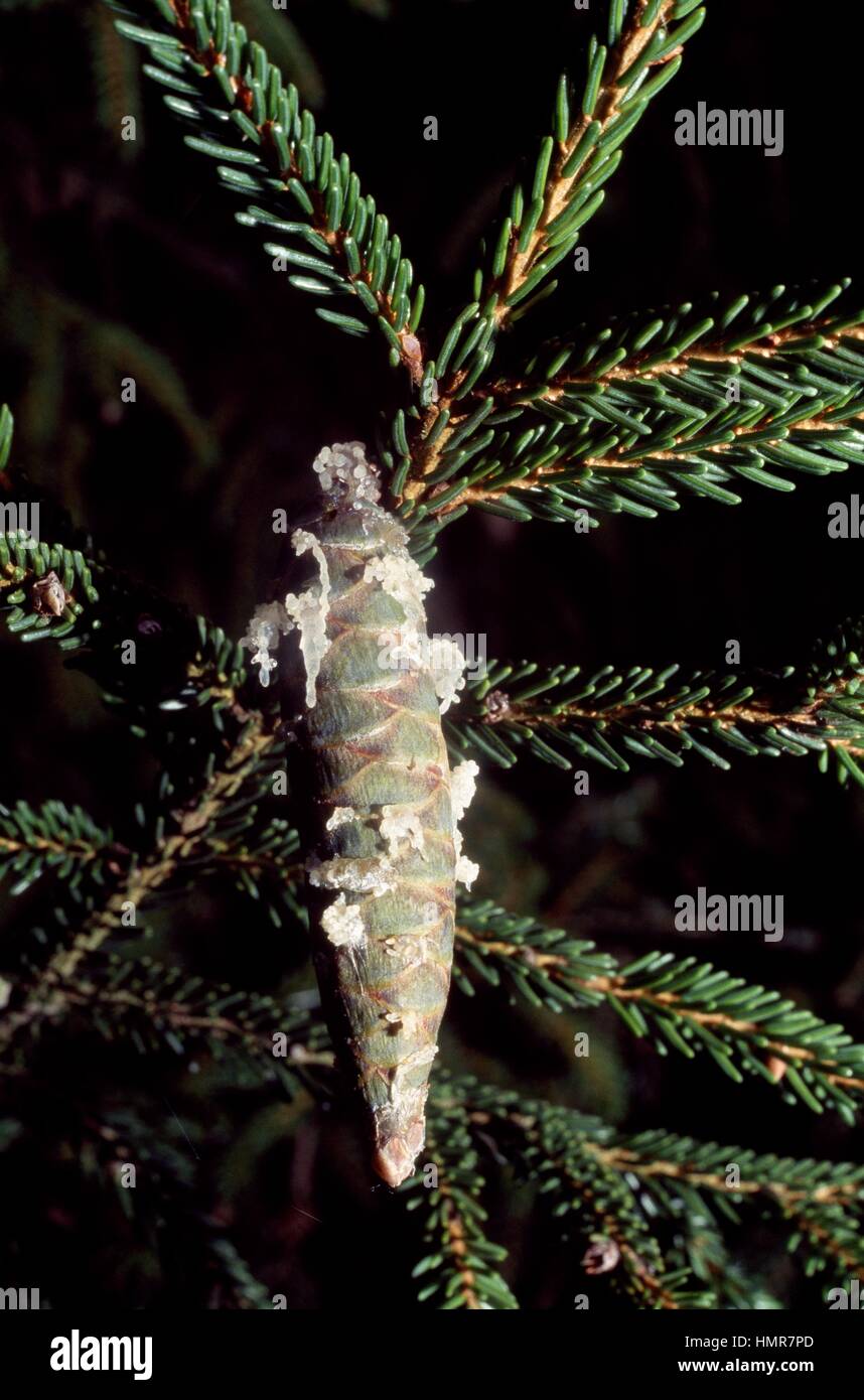 Caucasian Spruce or Oriental Spruce branch with strobilus (Picea orientalis), Pinaceae. Stock Photo