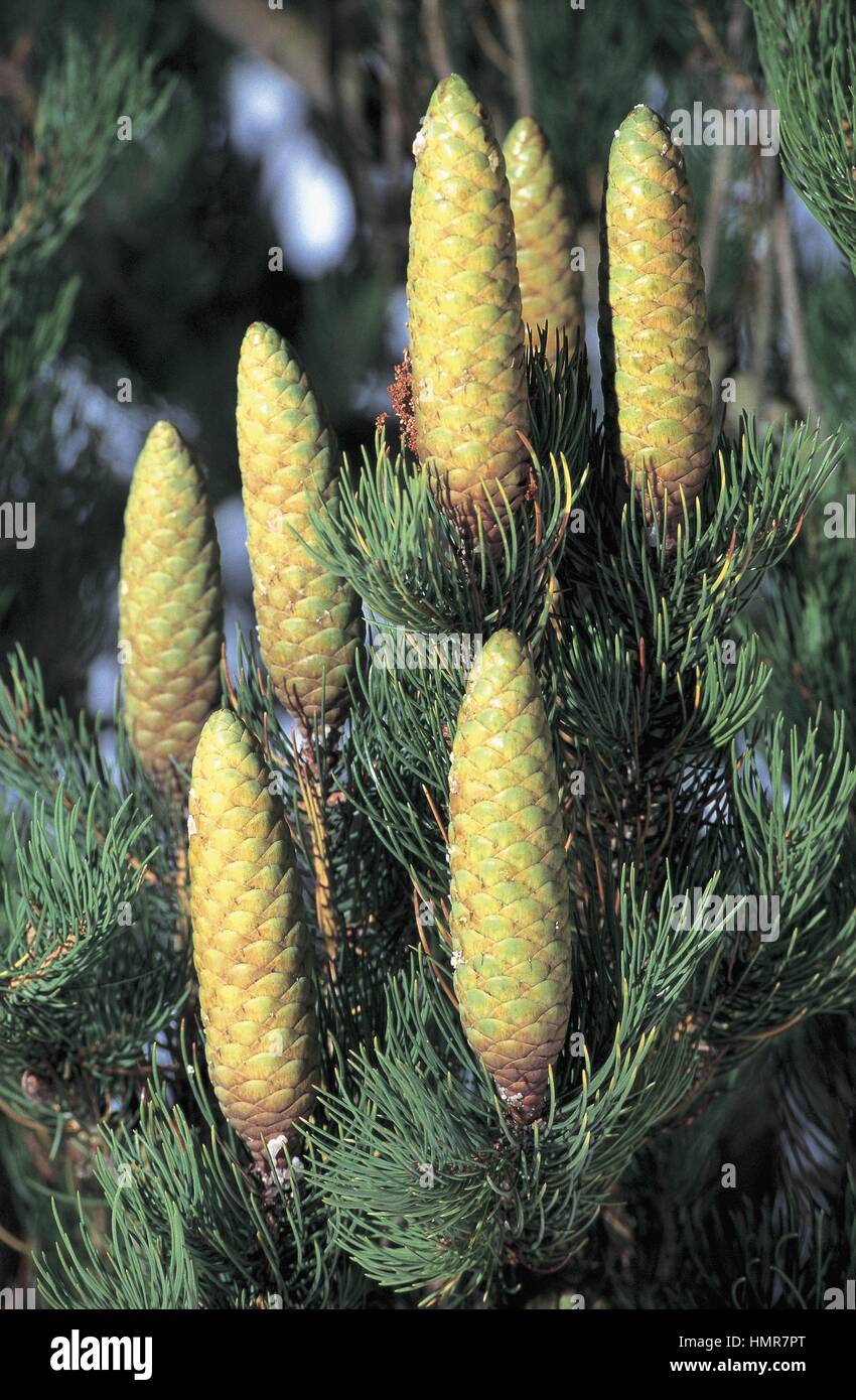 Botany - Trees - Pinaceae. Morinda spruce (Picea smithiana). Cones Stock Photo