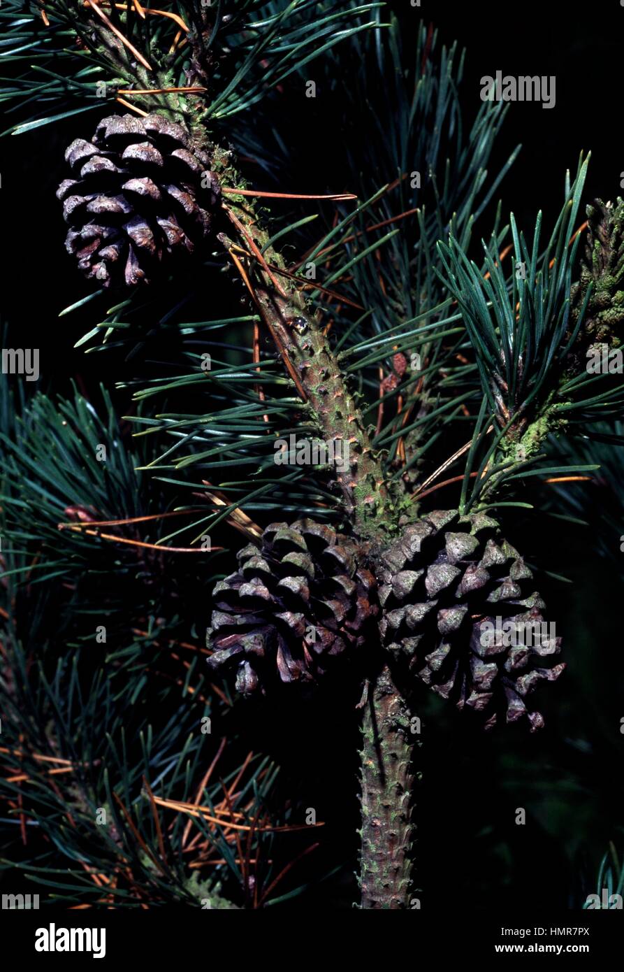 Mountain Pine branch with cones (Pinus mugo Uncinata), Pinaceae. Stock Photo