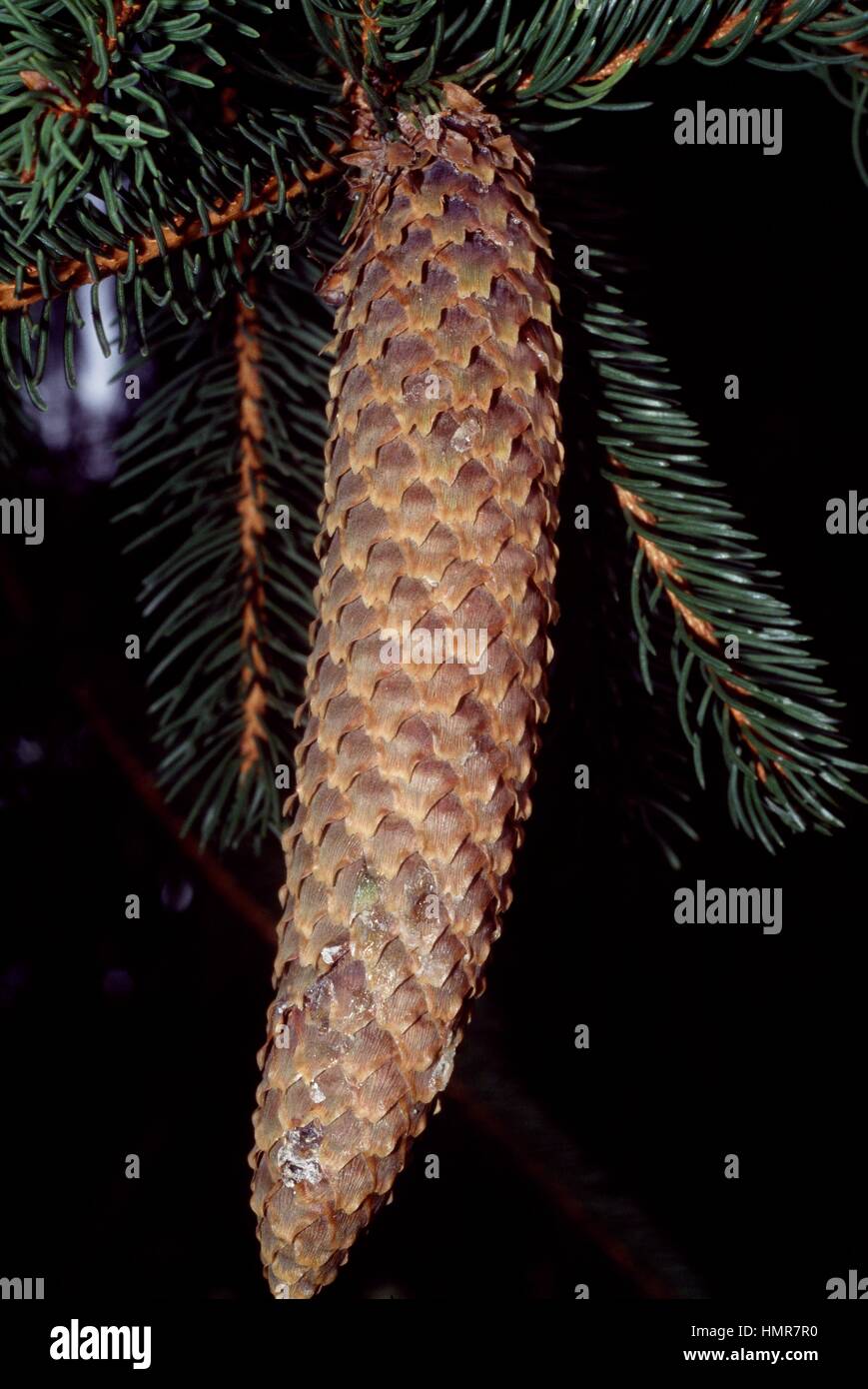 Cranston Spruce strobilus (Picea abies cranstonii), Pinaceae. Stock Photo