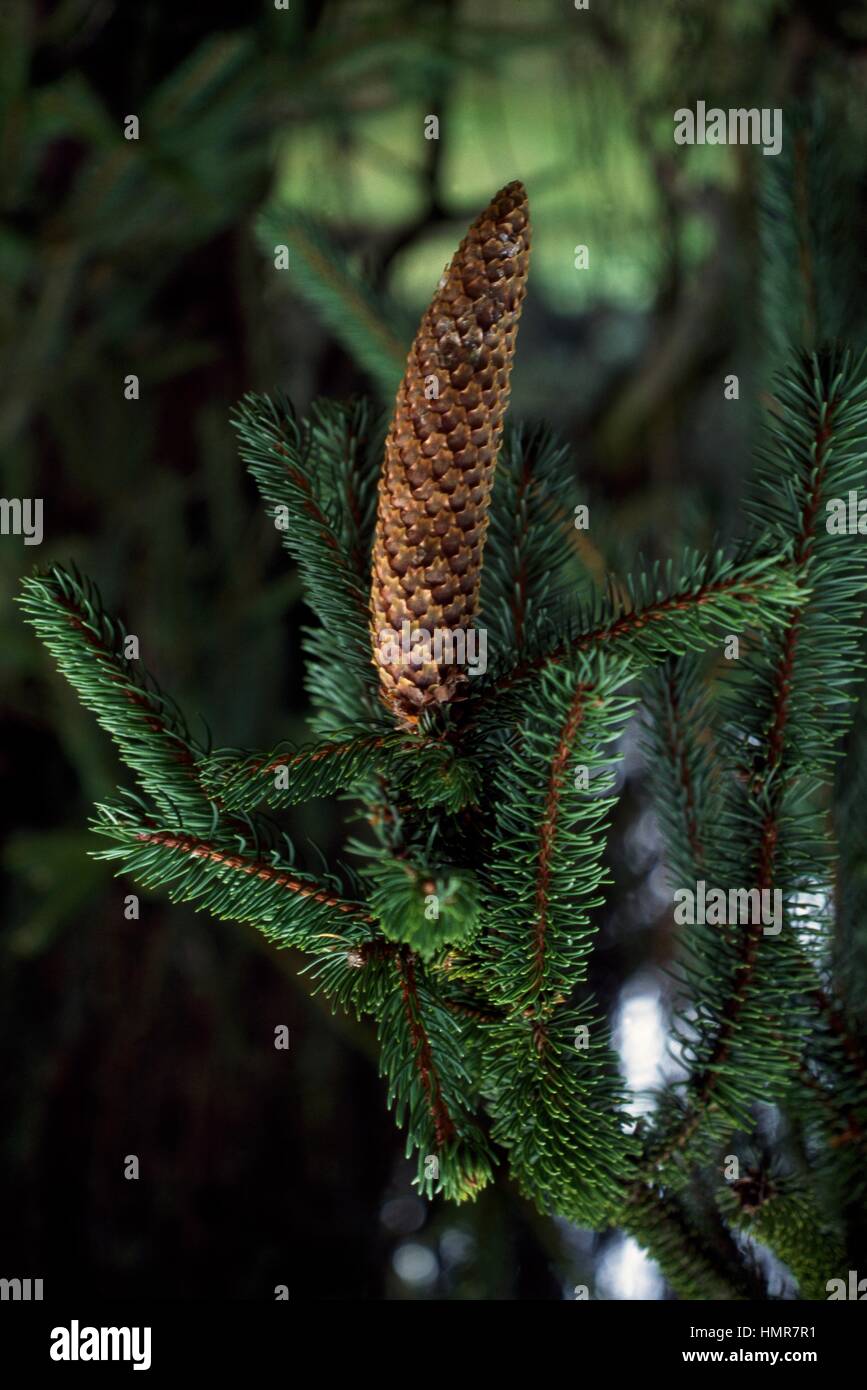 Colorado Blue Spruce branch with cone (Picea pungens), Pinaceae. Stock Photo