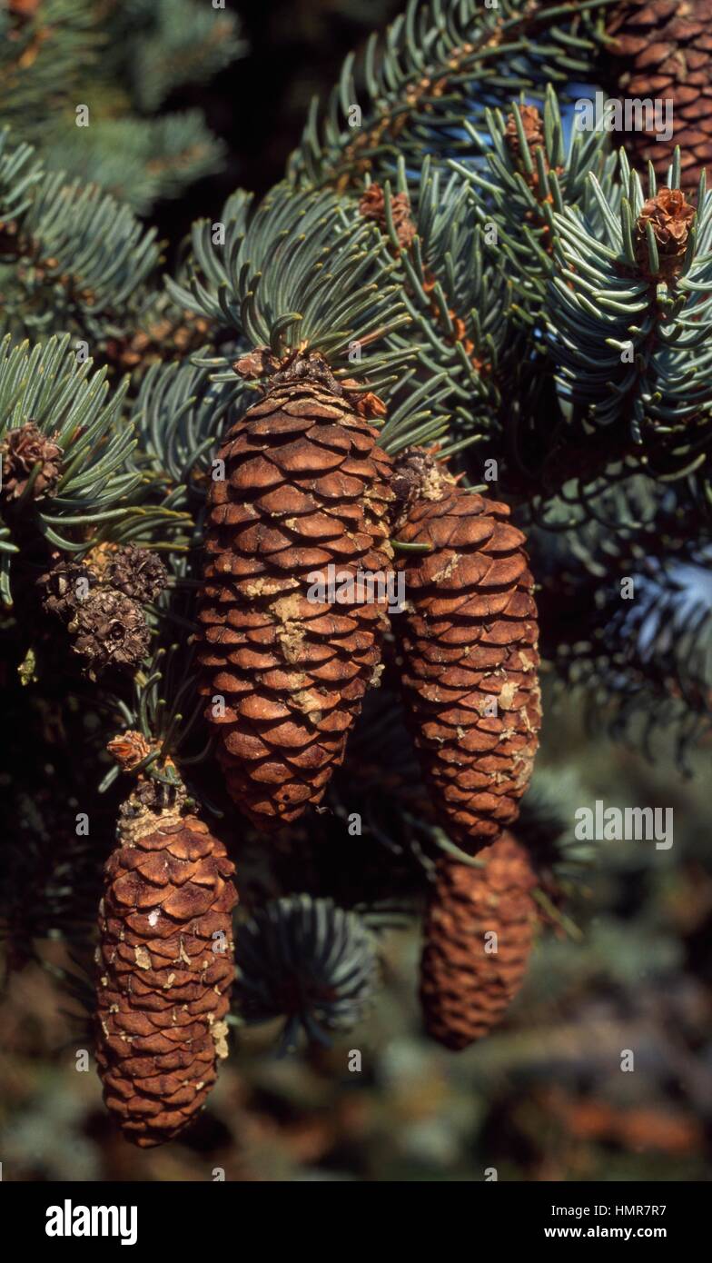 Dragon Spruce branch with cones (Picea asperata), Pinaceae. Stock Photo