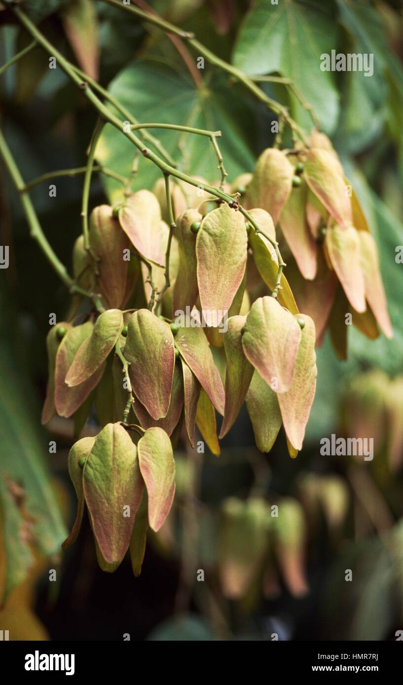 Parasol Tree leaves and fruit (Firmiana simplex), Sterculiaceae. Stock Photo